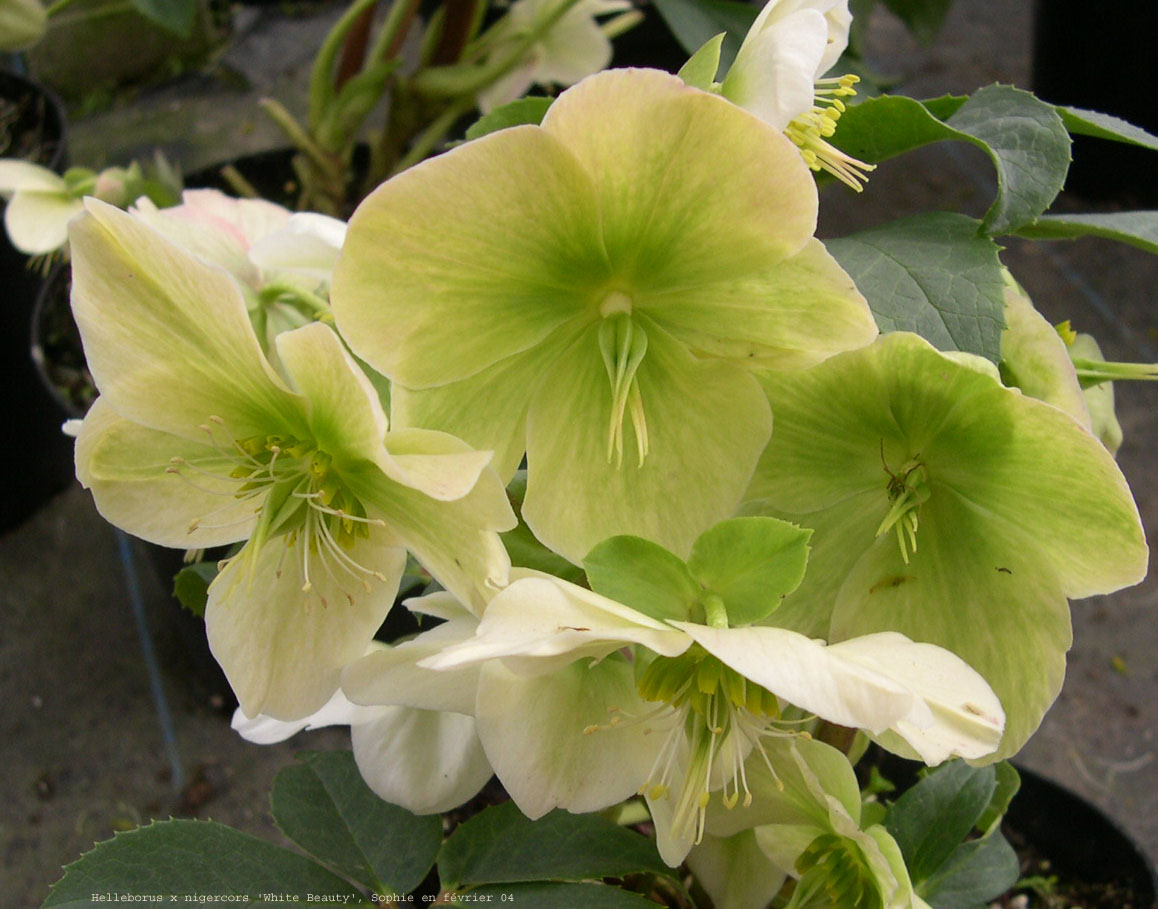 Helleborus x nigercors