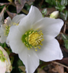 Helleborus niger