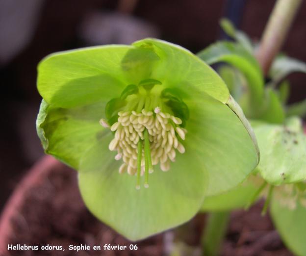 Helleborus odorus