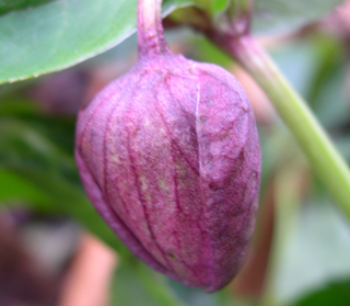 Helleborus orientalis