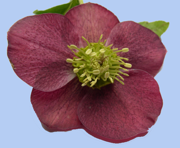 Helleborus orientalis