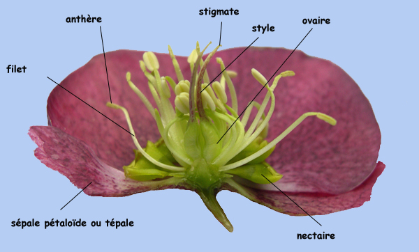 Helleborus orientalis