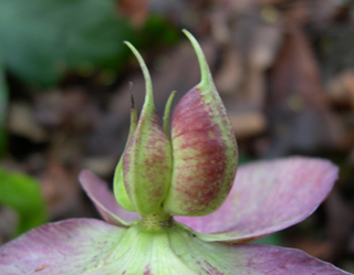 Helleborus orientalis