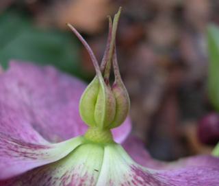 Helleborus orientalis