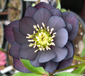 Helleborus x hybridus