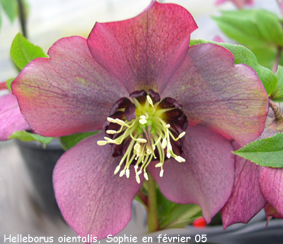 Helleborus x hybridus