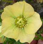 Helleborus x hybridus