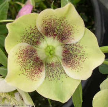 Helleborus x hybridus