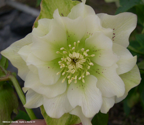 Helleborus x hybridus