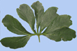 feuille d'Helleborus orientalis