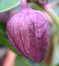 Helleborus orientalis