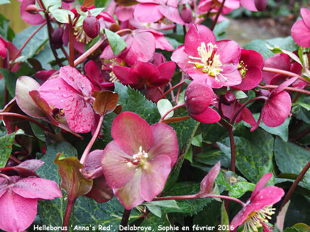 Helleborus 'Anna's Red'