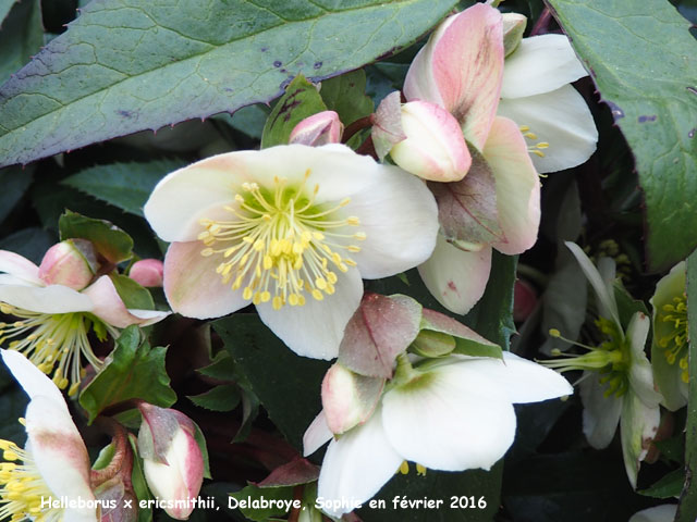 Helleborus x ericsmithii