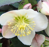 Helleborus x ericsmithii