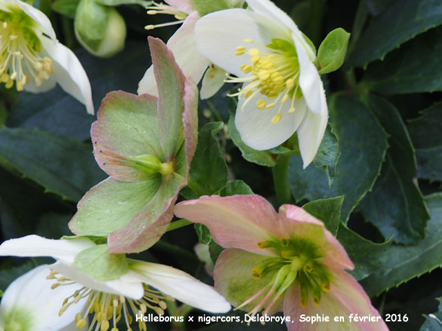 Helleborus x nigercors