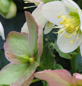 Helleborus x nigercors