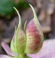 Helleborus orientalis