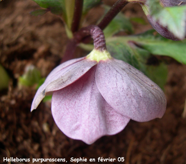 Helleborus purpurascens