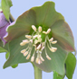 Helleborus pupurascens