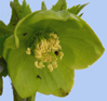 Helleborus viridis