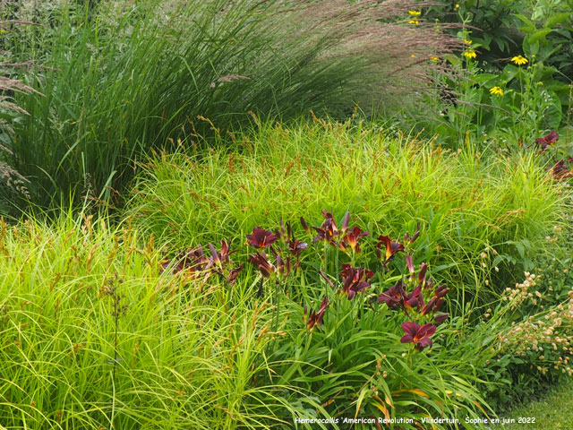 Hemerocallis 'American Revolution'