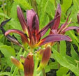 Hemerocallis 'American Revolution'