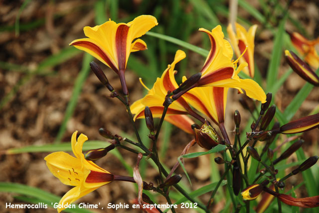 Hemerocallis 'Golden Chime'