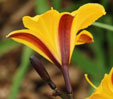 Hemerocallis 'Golden Chime'