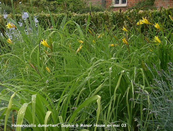 Hemerocallis dumortieri