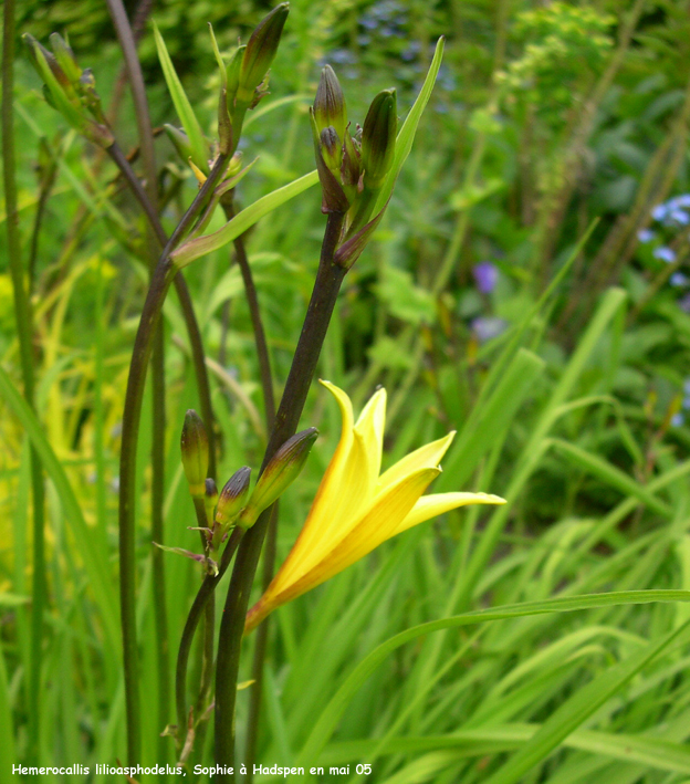 Hemerocallis lilioasphodelus