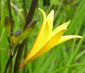 Hemerocallis lilioasphodelus