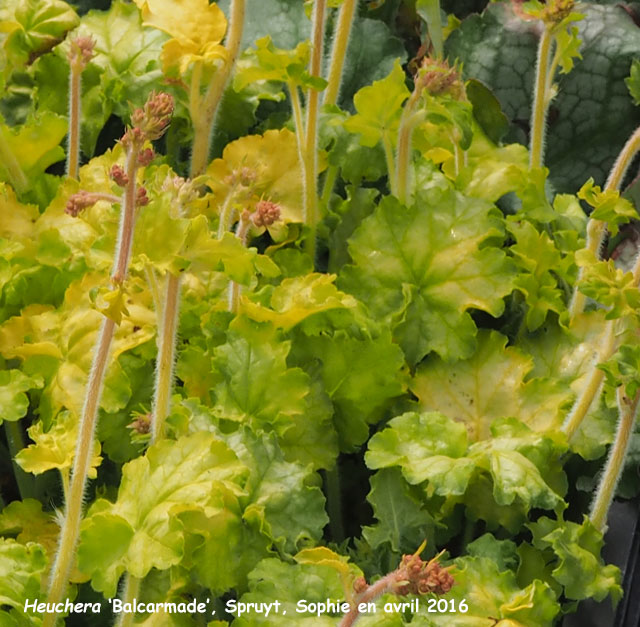 Heuchera 'Balcarmade'