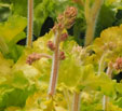 Heuchera 'Balcarmade'