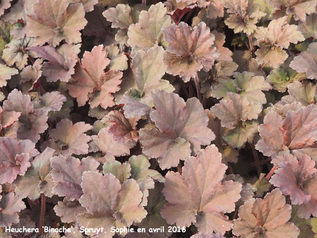 Heuchera 'Binoche'