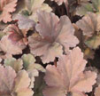 Heuchera 'Binoche'