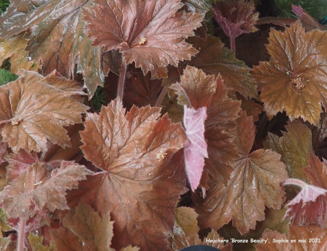 Heuchera 'Bronze Beauty'