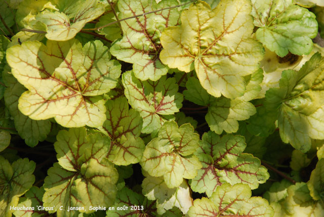 Heuchera 'Circus'