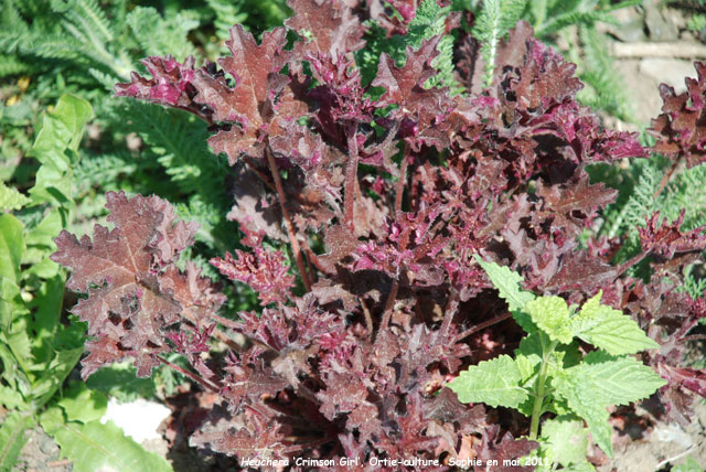 Heucherra 'Crimson Curls'