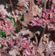 Heuchera 'Crimson Curls'