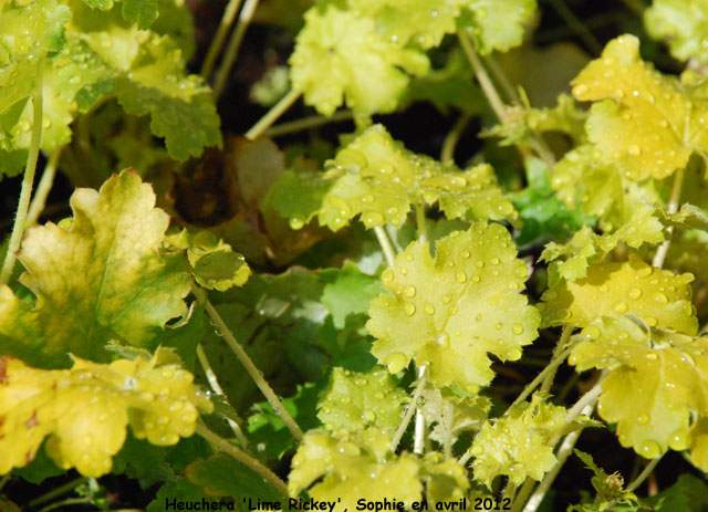 Heuchera 'Lime Rickey'