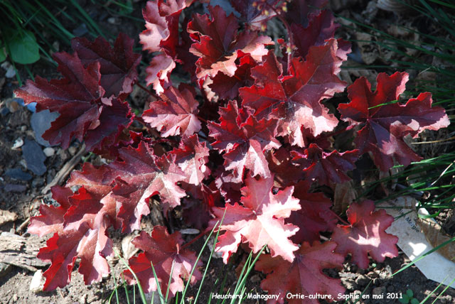 Heuchera 'Mahogany'