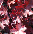 Heuchera 'Mahogany'