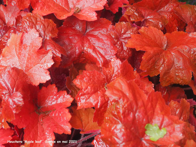 Heuchera 'Maple Leaf'