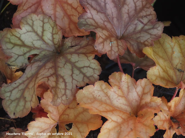 Heuchera 'Paprika'