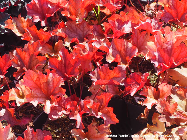 Heuchera 'Paprika'