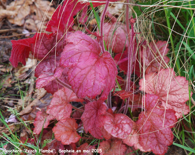 Heuchera 'Peach Flambé'