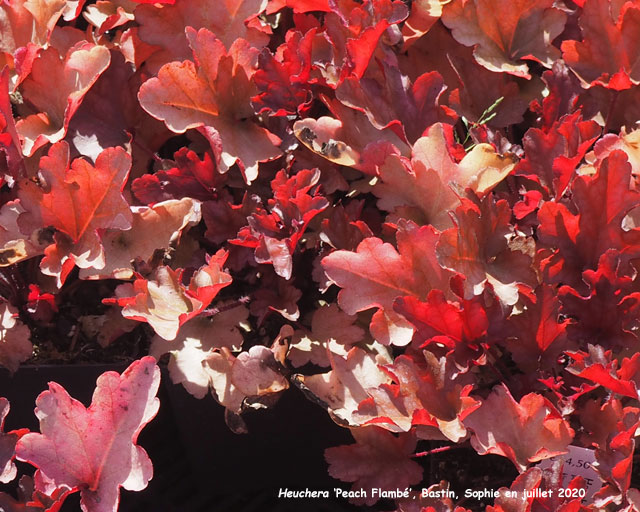 Heuchera 'Peach Flambé'