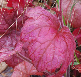 Heuchera 'Peach Flambé'