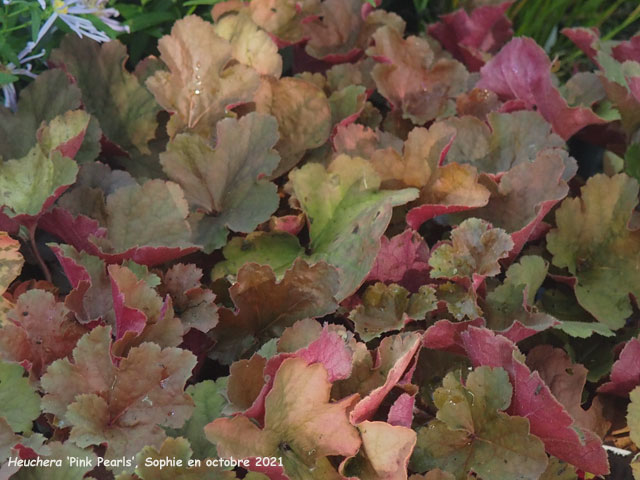 Heuchera 'Pink Pearls'