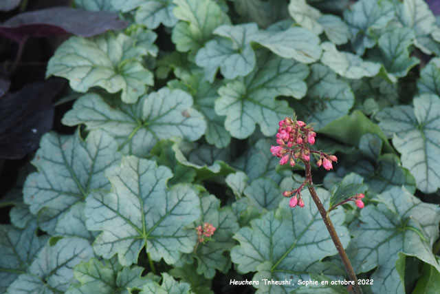Heuchera 'Tnheushi'